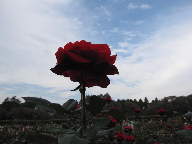 f0059291_18255757.jpg