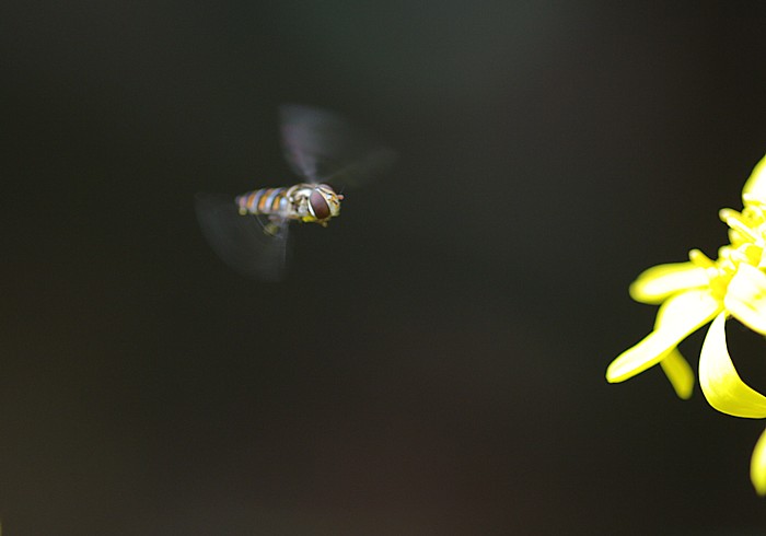 c0165301_1148460.jpg