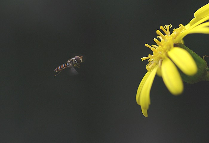 c0165301_11493432.jpg