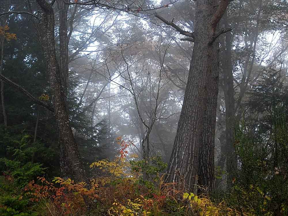 e0001110_718551.jpg