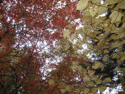 e0002927_184203.jpg