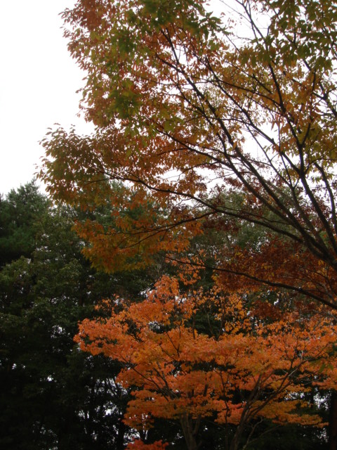 c0100534_11435575.jpg