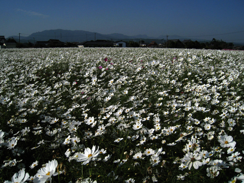 c0068639_1353377.jpg