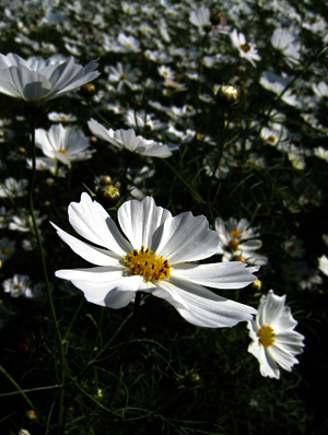 c0068639_1484153.jpg