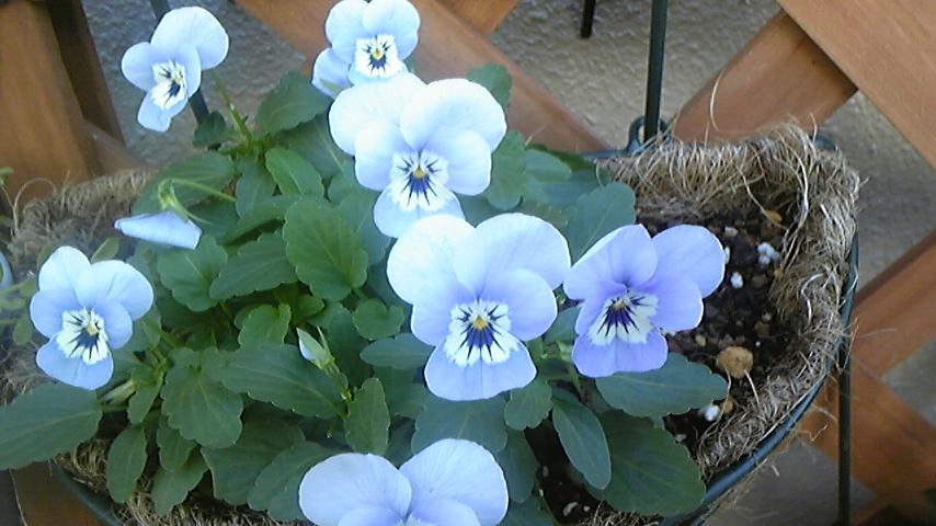 c0202870_2355419.jpg