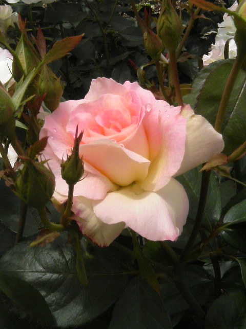 d0116870_9494438.jpg