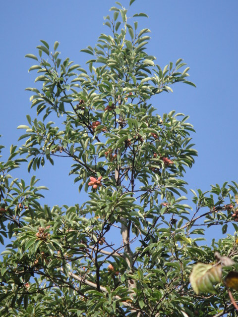 f0137275_685156.jpg