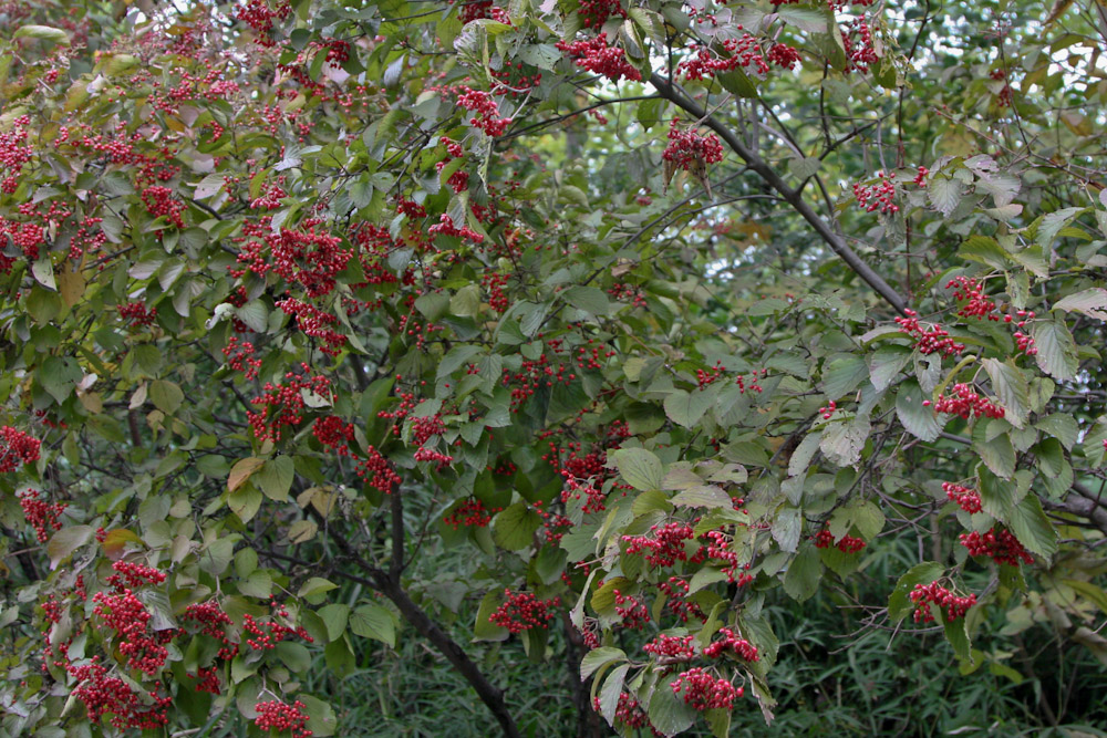 a0083081_175590.jpg