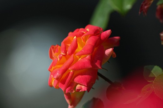e0190885_18352739.jpg