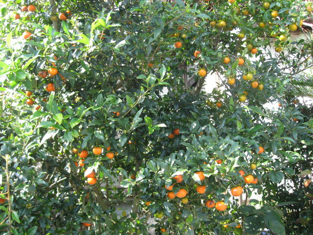 e0140491_1142346.jpg