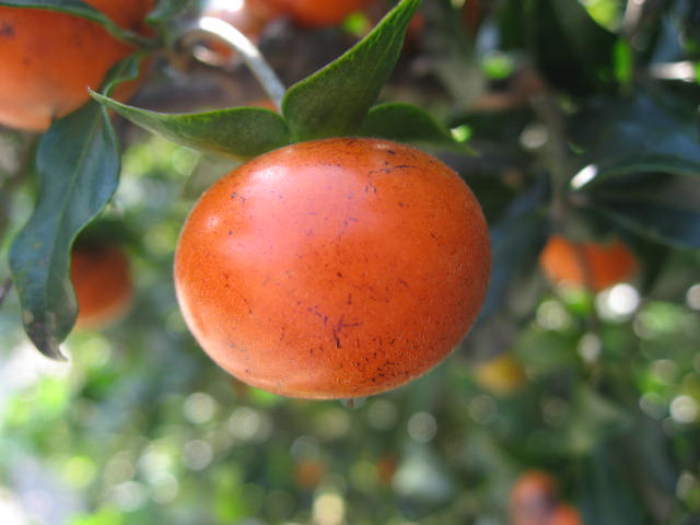 e0140491_11434881.jpg
