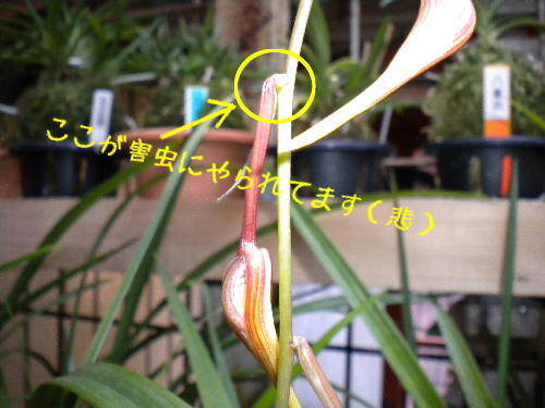e0179098_1373051.jpg