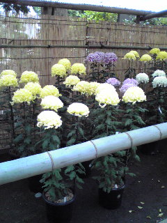 e0131904_10482693.jpg