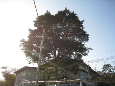 d0116205_11365896.jpg