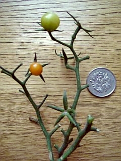 e0098908_12262429.jpg