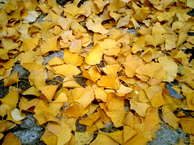 a0101715_9363866.jpg