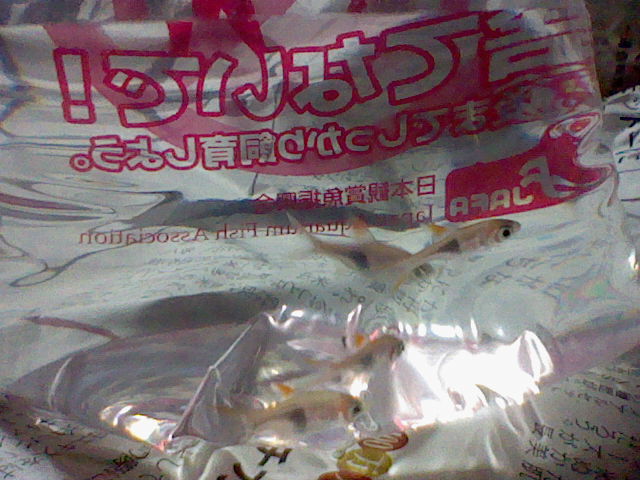 a0139647_1101262.jpg