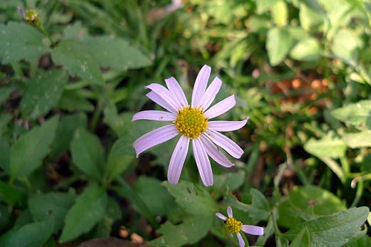 e0050753_12263150.jpg