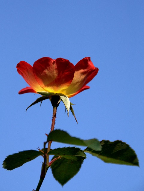 a0128875_16481355.jpg