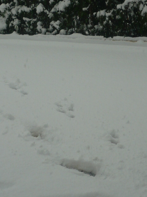 c0175679_915616.jpg