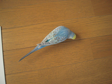 d0131293_2072462.jpg