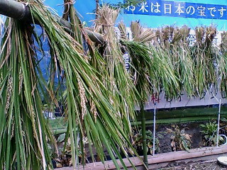 f0138995_1432392.jpg