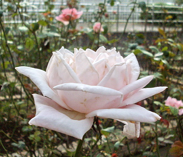c0138198_1756323.jpg