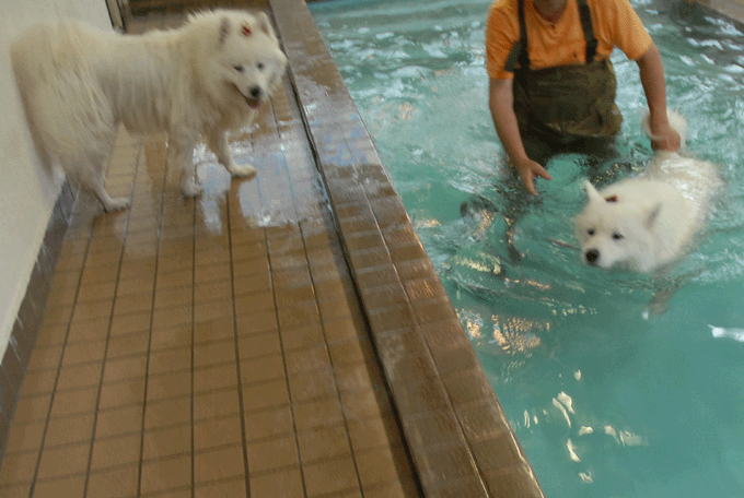 e0018604_14242324.gif