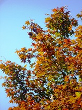 c0148705_2081194.jpg