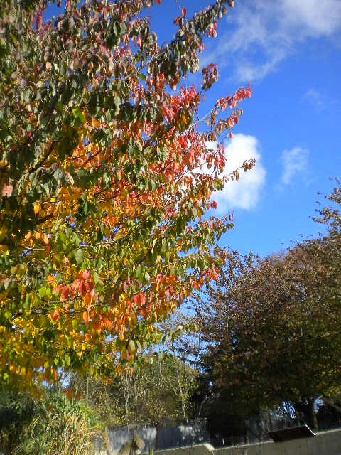 e0160905_6543591.jpg