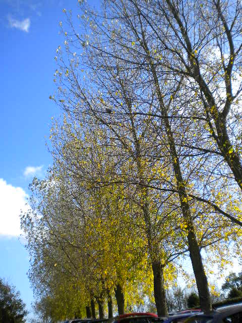 e0160905_6562161.jpg