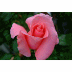 e0136420_11101469.gif