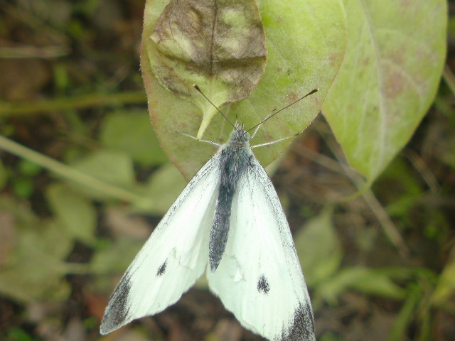 e0016828_12341780.jpg