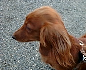 c0051529_16514958.jpg
