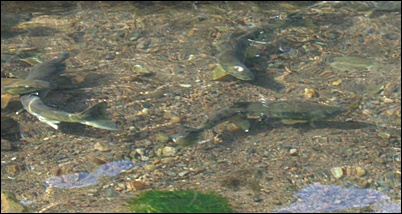 f0072846_2013477.jpg