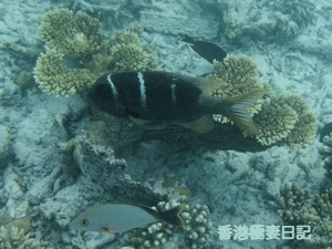 f0190653_9344966.gif