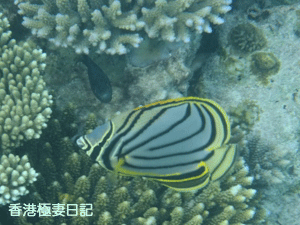 f0190653_935062.gif