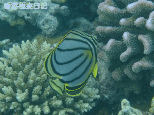 f0190653_9351390.gif