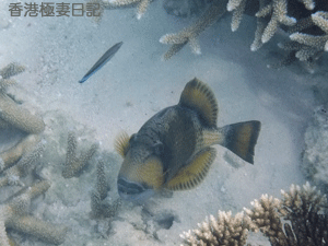 f0190653_9354317.gif