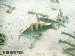 f0190653_9362471.gif