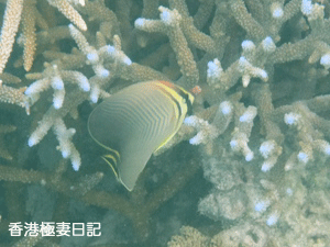 f0190653_9364699.gif