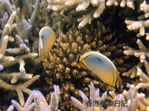 f0190653_9374186.gif