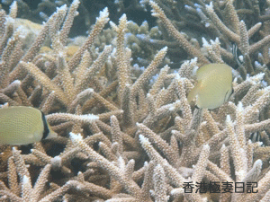 f0190653_937747.gif