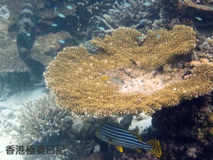 f0190653_9383771.gif