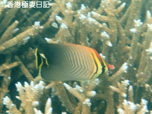 f0190653_9392376.gif