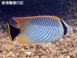 f0190653_9403227.gif