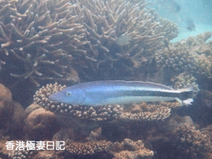 f0190653_9405467.gif