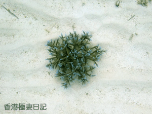 f0190653_941188.gif