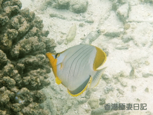 f0190653_9412944.gif