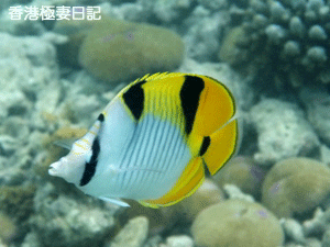 f0190653_9415147.gif